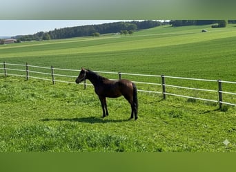 Kompleksowa hodowla koni z przestronnymi pastwiskami