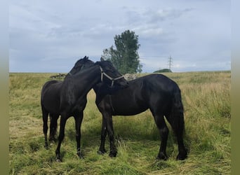 Letnia rezydencja dla dwulatnich ogierów