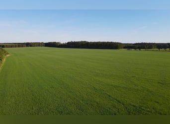 Odchów źrebiąt w stadzie | 40 ha pastwisk