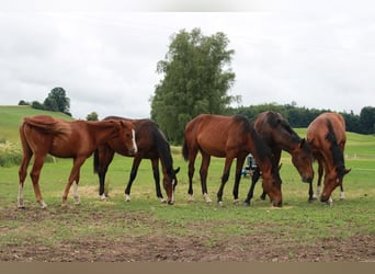 Plac hodowlany dla klaczy i ogierków