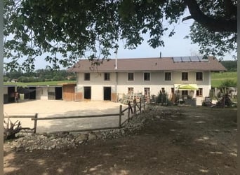Plac hodowlany dla klaczy i ogierków