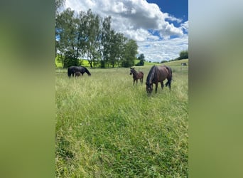 Plac hodowlany dla klaczy i ogierków