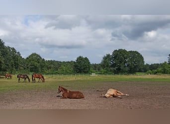 Plac hodowlany dla odsadników