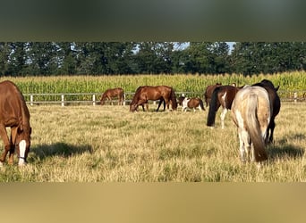 Plac hodowlany dla odsadników