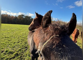 Wychów z dużą ilością wybiegu
