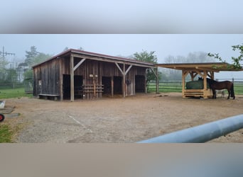 1 Platz im Offenstall für Kleinpferd oder Pony in Böheimkirchen zu vergeben 