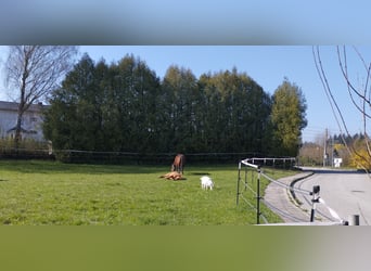 3 Plätze ab Juli frei 