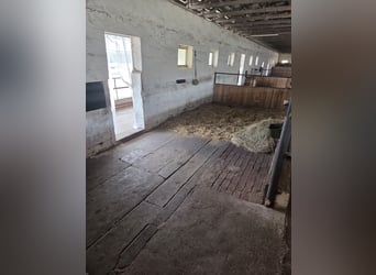 Duże boksy z zadaszonym paddockiem