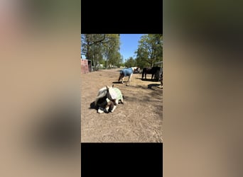 Miejsca w wolnym boksie dla klaczy w Bernau