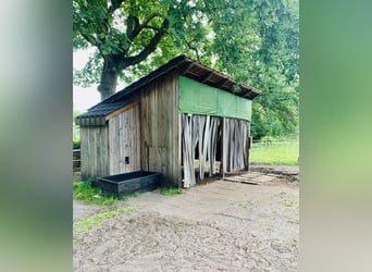 Miejsce w wolnym boksie w prywatnej stajni