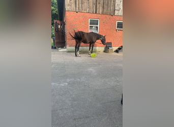 Miejsce w wolnym boksie w prywatnej stajni