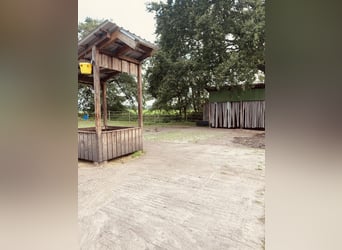 Miejsce w wolnym boksie w prywatnej stajni