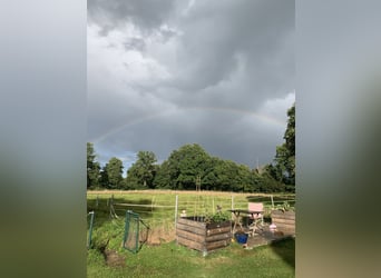 Miejsce w wolnym boksie w prywatnej stajni