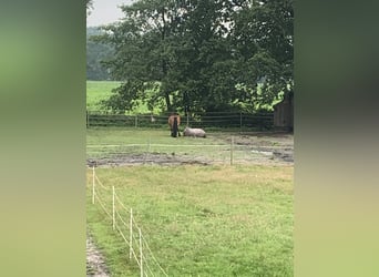 Miejsce w wolnym boksie w prywatnej stajni