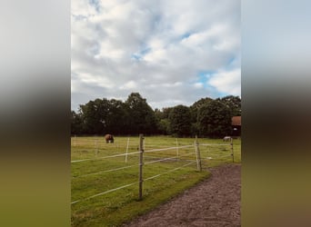 Miejsce w wolnym boksie w prywatnej stajni