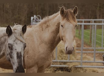 Noch ein Platz verfügbar.  Wenn dein Luxus Wald, Ruhe und gesunde Pferde sind, dann könnte das hier 