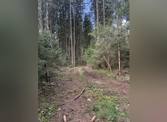 Od lata 2026 dostępne miejsca do stajennowania w nowej stajni dla koni islandzkich