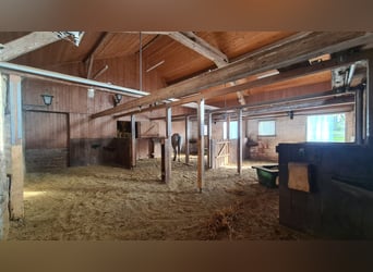 Offenstall- / Bewegungsstallplätze wo das Wohl der Pferde an erster Stelle steht
