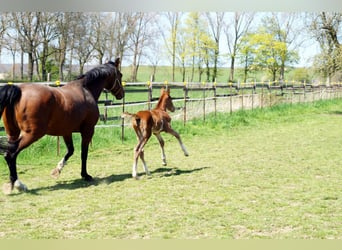 Offenstall für Rentner/Rekonvaleszens/Freizeitpferde