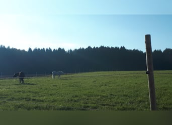 Offenstall für Wallach, Senioren, kranke und Gnadenbrotpferde