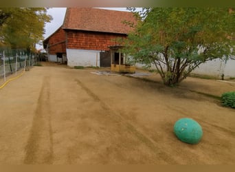 Offenstall mit Vollpension in Hildesheim-Itzum