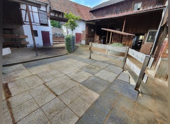 Offenstall Platz für 1 Pferd frei
