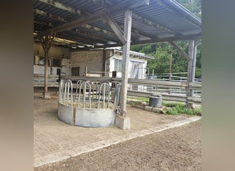  Offenstall zu vermieten an Selbstversorger