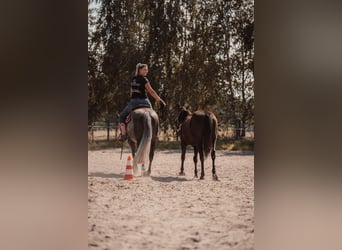 Offenstallplätze frei 