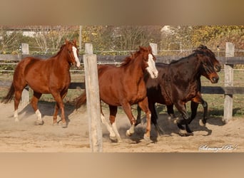 Offenstallplätze frei Stuten und Wallache getrennte Herden