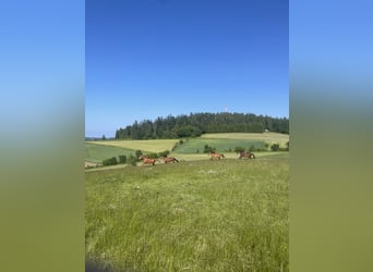 Offenstallplätze für Wallache frei 