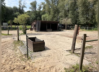 Offenstallplätze in Anderten frei, bis 1,58 m, ab Juni