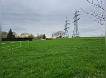Offenstallplatz ab sofort verfügbar