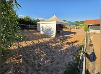 Offenstallplatz ab sofort verfügbar