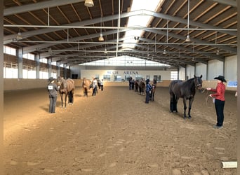 Offenstallplatz frei in 14532 für Stute und Wallach 