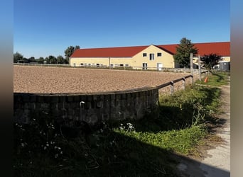 Offenstallplatz frei in 14532 für Stute und Wallach 