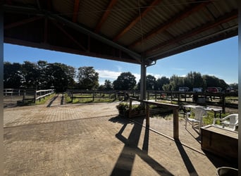 Offenstallplatz frei in 14532 für Stute und Wallach 