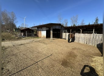 Offenstallplatz für Wallach oder Stute gerne auch größeres Pony