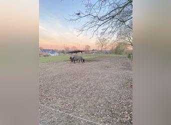 Offenstallplatz in kleiner Herde