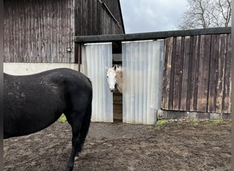 Offenstallplatz Stute