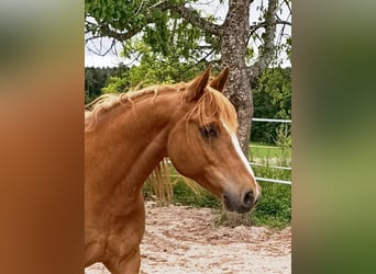 Pepi sucht Gesellschaft! Offenstallplatz 2er Herde, privat