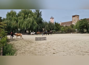 Pięciogwiazdkowy dom dla Twojego konia w powiecie Gänserndorf