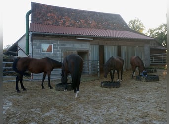 Platz im Offenstall mit großen Weideflächen und Reithalle 