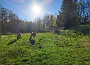 Pokoje z otwartym boksami, padok, udział w opiece nad koniem