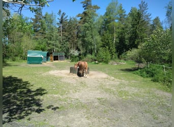 Pokoje z otwartym boksami, padok, udział w opiece nad koniem