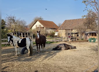 Prywatne miejsce w stajni otwartej w pobliżu Wiednia