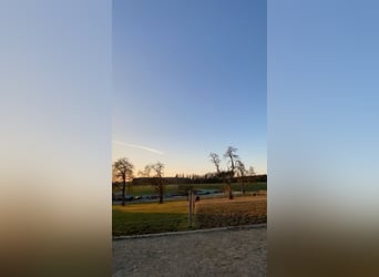 Prywatny padok dla koni