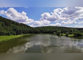 Raj dla koni na padokach w pobliżu jeziora Marbacher (Petersberg): wolne miejsca!