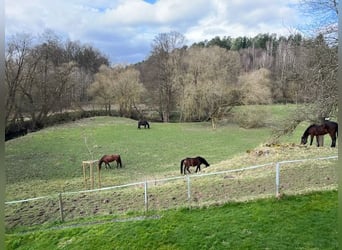 Raj dla koni na padokach w pobliżu jeziora Marbacher (Petersberg): wolne miejsca!