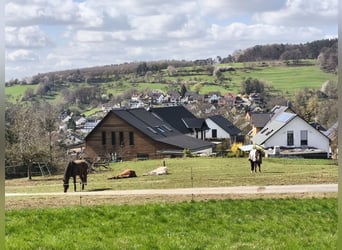 Stajnia otwarta, dostępne 1 do 2 miejsc