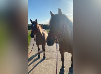 SUCHE Offenstall/Paddocktrail/Aktivstall/Laufstall/Bewegungsstall für 2 Stuten